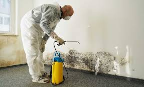 Professional Mold Inspection in Bloomfield, IA